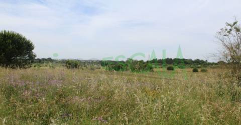 Terreno Rústico  Venda em Cartaxo e Vale da Pinta,Cartaxo