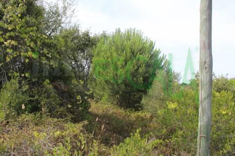Terreno Rústico  Venda em Vila Chã de Ourique,Cartaxo