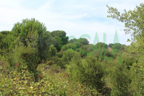 Terreno Rústico  Venda em Vila Chã de Ourique,Cartaxo