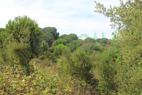 Terreno Rústico  Venda em Vila Chã de Ourique,Cartaxo