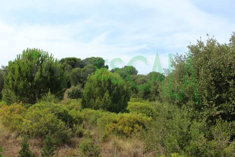 Terreno Rústico  Venda em Vila Chã de Ourique,Cartaxo