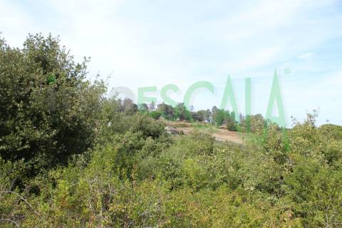 Terreno Rústico  Venda em Vila Chã de Ourique,Cartaxo