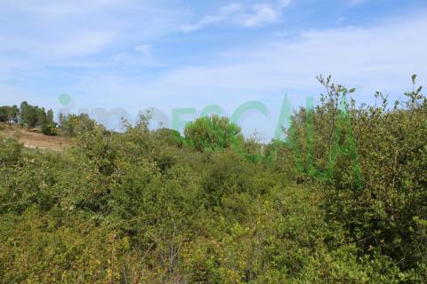 Terreno Rústico  Venda em Vila Chã de Ourique,Cartaxo