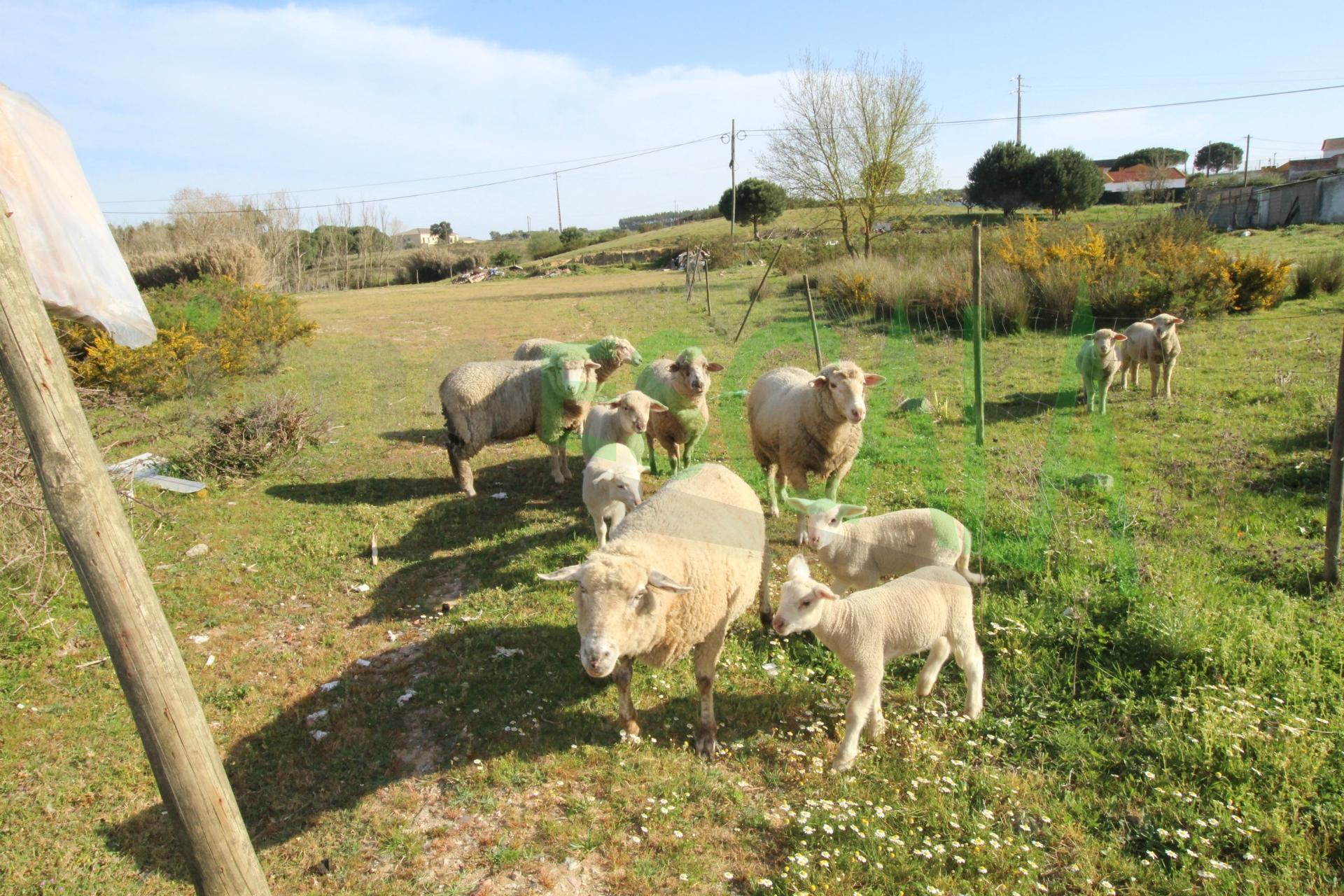 Terreno Misto  Venda em Manique do Intendente, Vila Nova de São Pedro e Maçussa,Azambuja