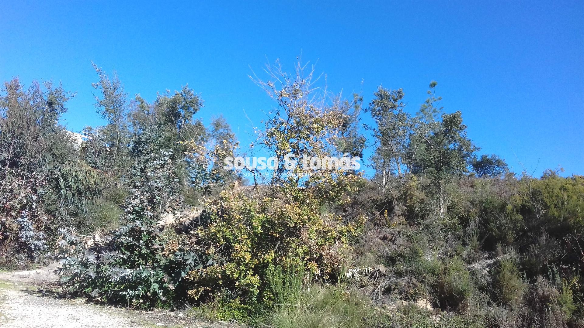 Terreno Rústico  Venda em Marrazes e Barosa,Leiria