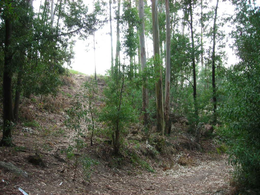 Terreno  Venda em Esporões,Braga