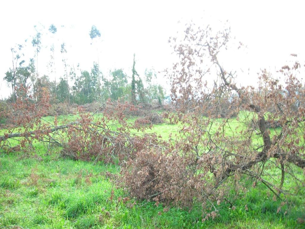 Terreno  Venda em Cabreiros e Passos (São Julião),Braga