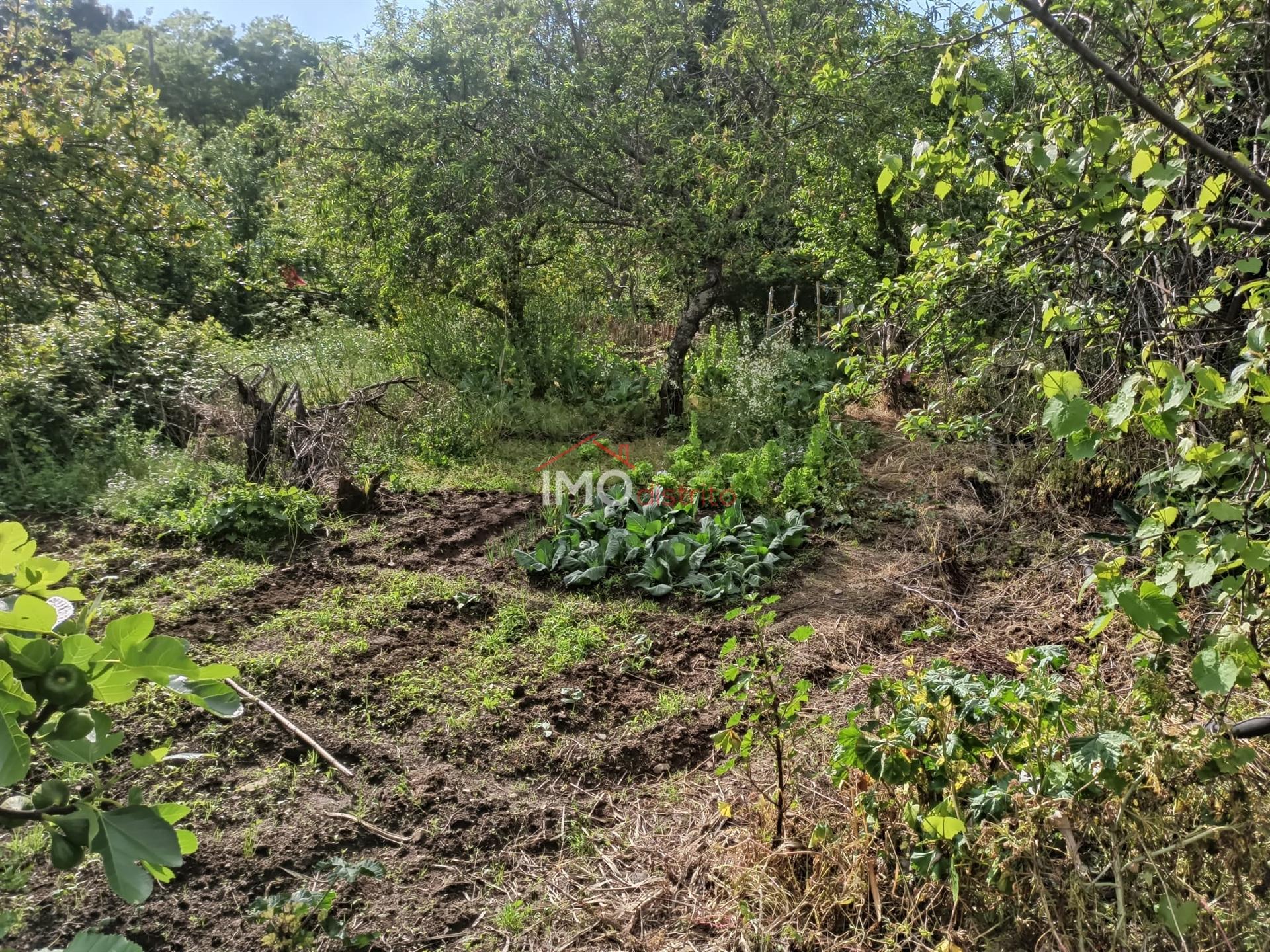 Terreno Rústico  Venda em Santiago Maior,Castelo de Vide