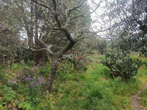 Terreno Rústico  Venda em Santiago Maior,Castelo de Vide