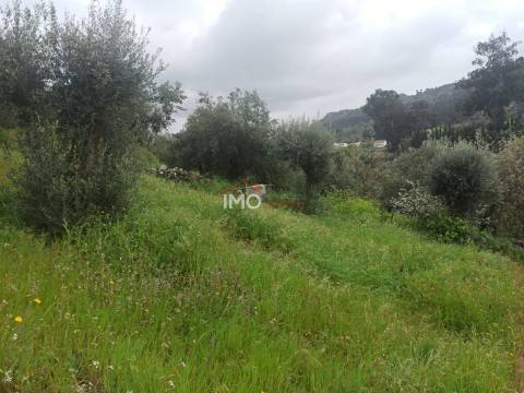 Terreno Rústico  Venda em Santiago Maior,Castelo de Vide