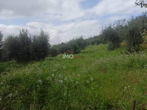 Terreno Rústico  Venda em Santiago Maior,Castelo de Vide