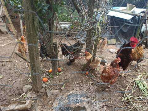 Terreno Rústico  Venda em Santiago Maior,Castelo de Vide