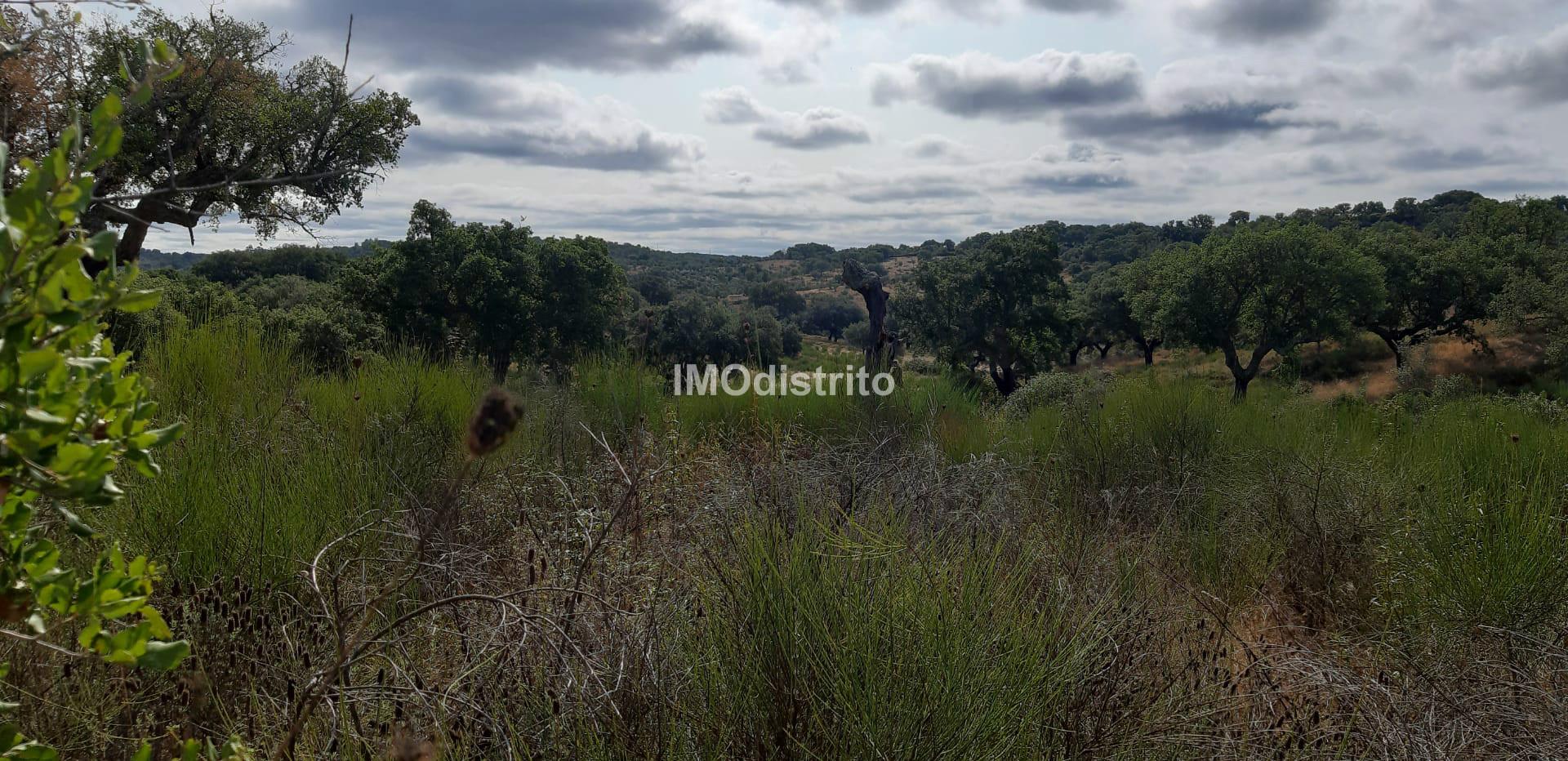 Terreno  Venda em Espírito Santo, Nossa Senhora da Graça e São Simão,Nisa