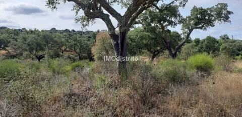 Terreno  Venda em Espírito Santo, Nossa Senhora da Graça e São Simão,Nisa