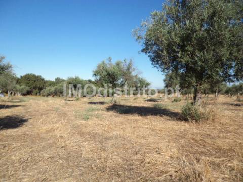Terreno Rústico  Venda em Nossa Senhora da Graça de Póvoa e Meadas,Castelo de Vide