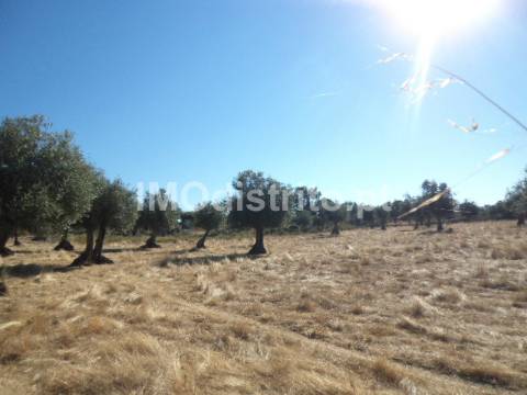 Terreno Rústico  Venda em Nossa Senhora da Graça de Póvoa e Meadas,Castelo de Vide