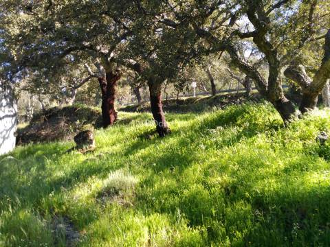 Quinta T6+2 Venda em Ribeira de Nisa e Carreiras,Portalegre