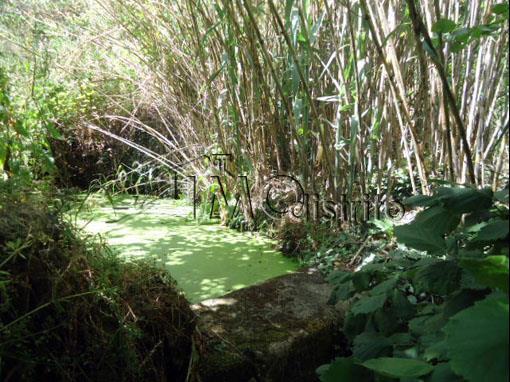 Terreno  Venda em Ribeira de Nisa e Carreiras,Portalegre