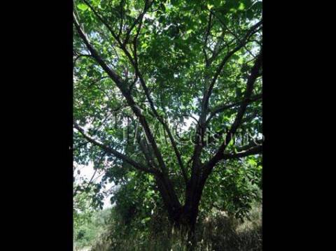 Terreno  Venda em Ribeira de Nisa e Carreiras,Portalegre