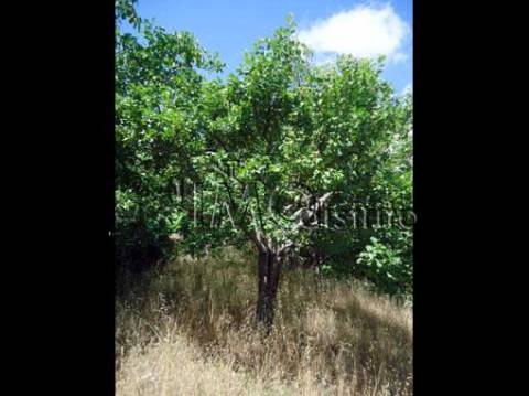 Terreno  Venda em Ribeira de Nisa e Carreiras,Portalegre