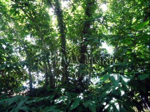 Terreno  Venda em Ribeira de Nisa e Carreiras,Portalegre