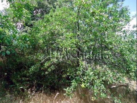 Terreno  Venda em Ribeira de Nisa e Carreiras,Portalegre