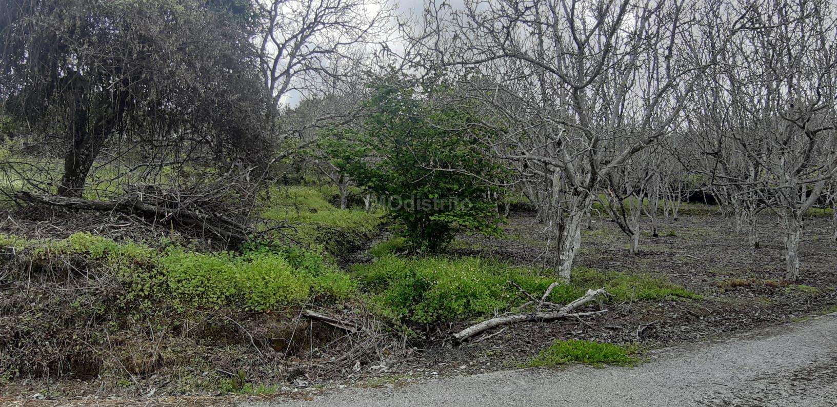 Terreno  Venda em Ribeira de Nisa e Carreiras,Portalegre