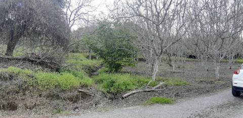 Terreno  Venda em Ribeira de Nisa e Carreiras,Portalegre