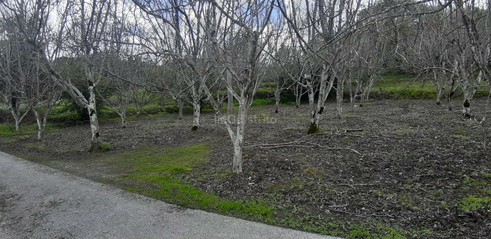 Terreno  Venda em Ribeira de Nisa e Carreiras,Portalegre