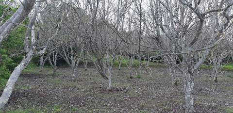 Terreno  Venda em Ribeira de Nisa e Carreiras,Portalegre