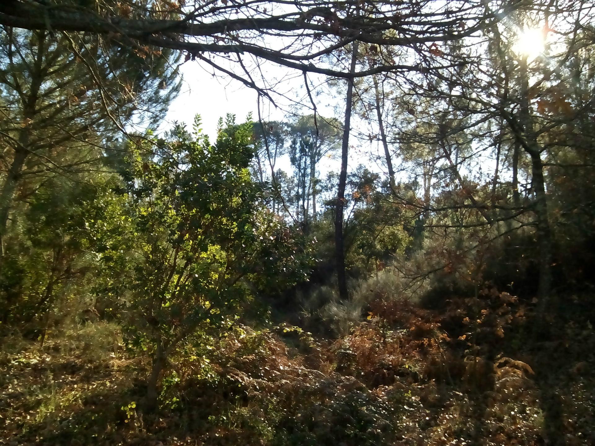 Quintinha  Venda em São João de Lourosa,Viseu