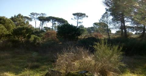 Quintinha  Venda em São João de Lourosa,Viseu