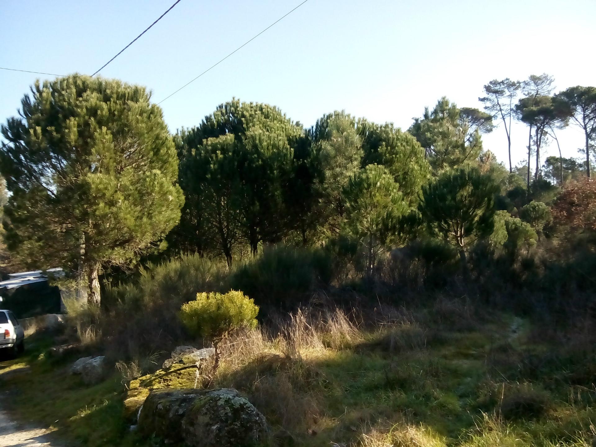 Quintinha  Venda em São João de Lourosa,Viseu