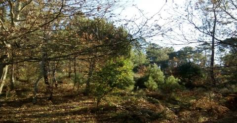 Quintinha  Venda em São João de Lourosa,Viseu