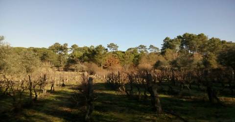 Quintinha  Venda em São João de Lourosa,Viseu