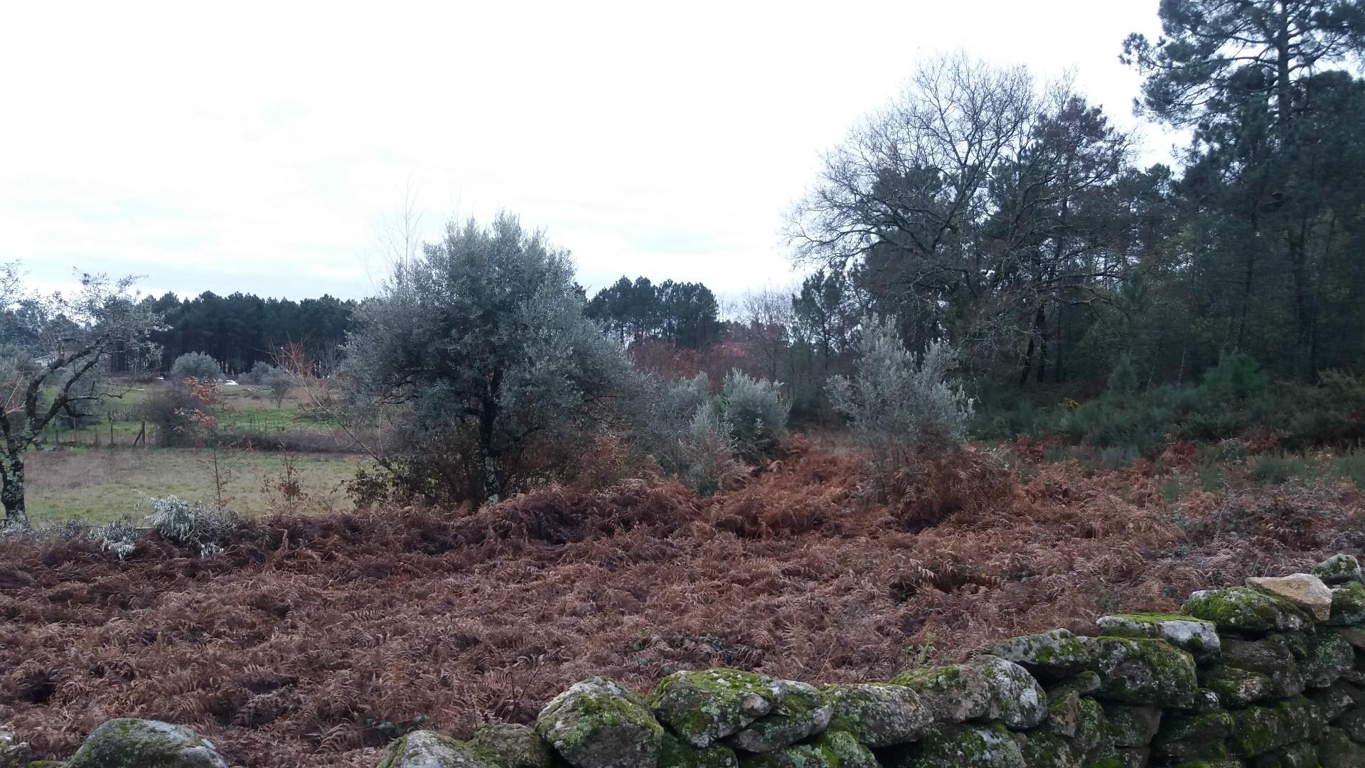 Terreno Para Construção  Venda em Cavernães,Viseu