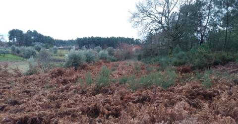 Terreno Para Construção  Venda em Cavernães,Viseu