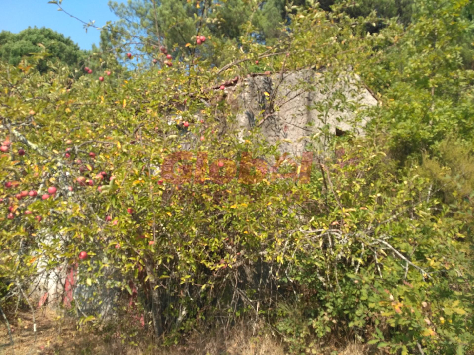 Terreno  Venda em Rio de Loba,Viseu