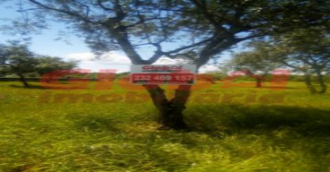 Terreno  Venda em Fragosela,Viseu