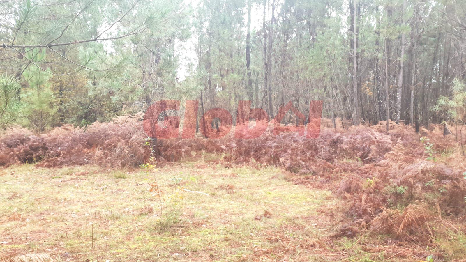 Terreno  Venda em São João de Lourosa,Viseu