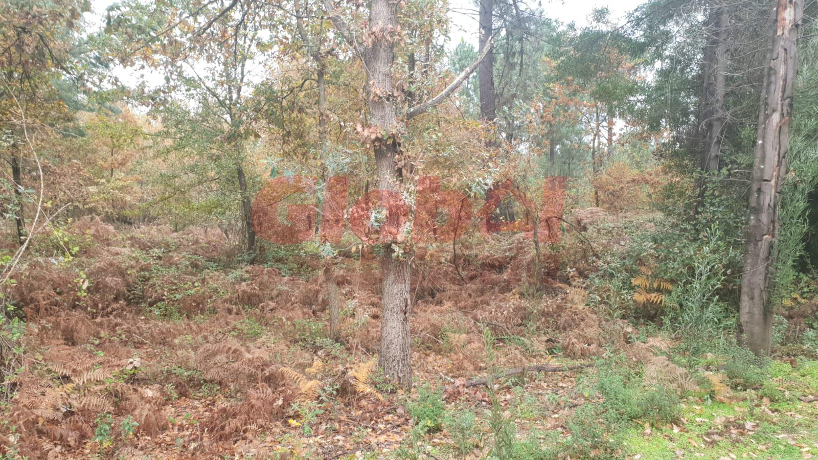 Terreno  Venda em São João de Lourosa,Viseu