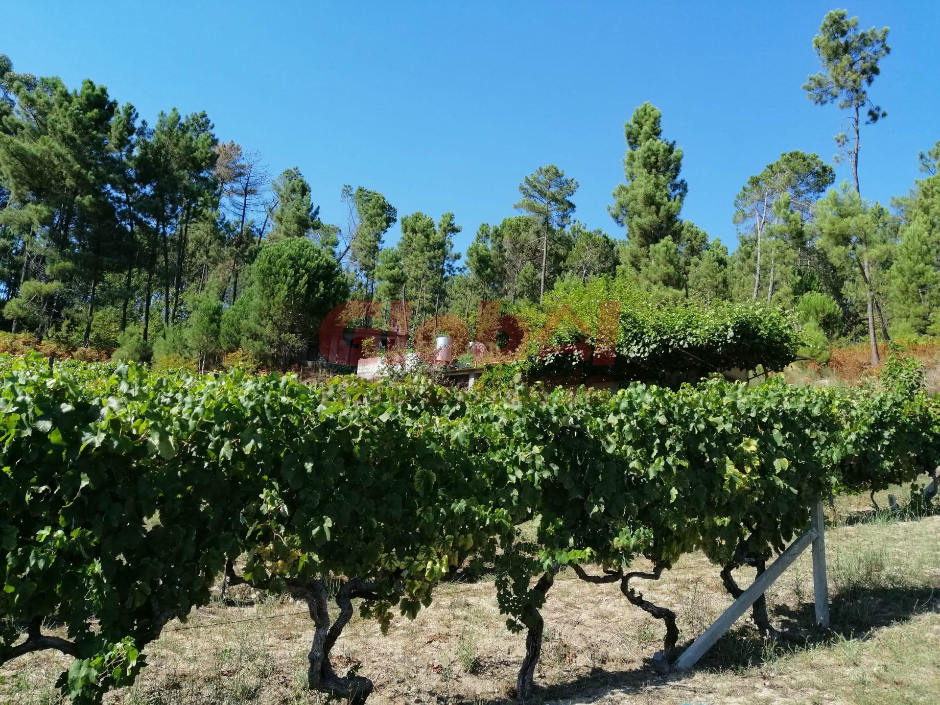 Quinta  Venda em São Cipriano e Vil de Souto,Viseu