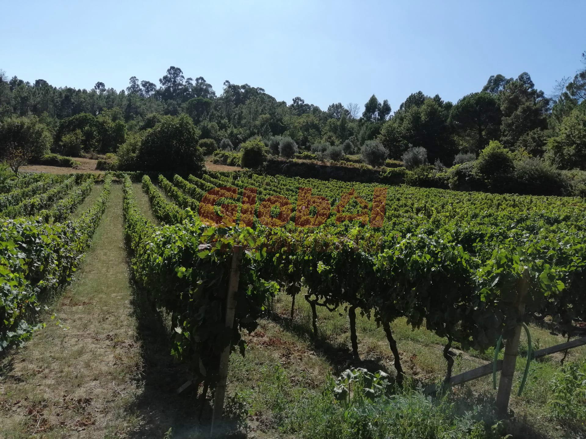 Quinta  Venda em São Cipriano e Vil de Souto,Viseu