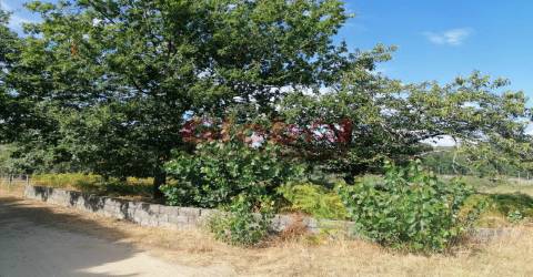 Terreno Rústico  Venda em São Cipriano e Vil de Souto,Viseu