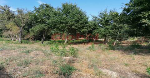 Terreno Misto  Venda em São Cipriano e Vil de Souto,Viseu