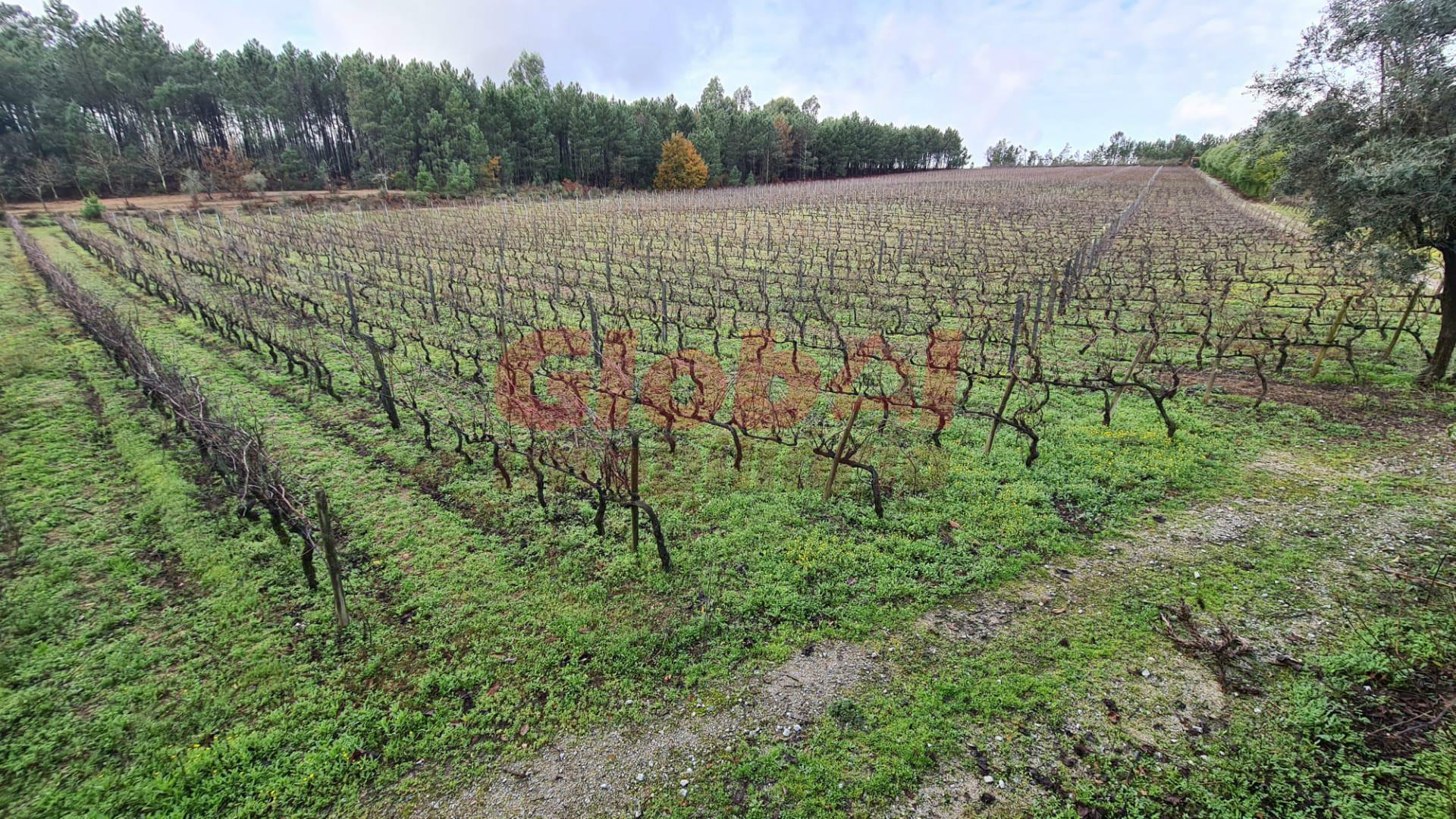 Herdade T3 Venda em Alcafache,Mangualde