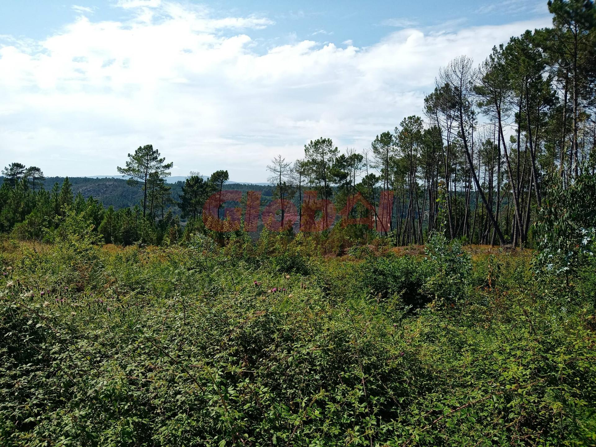 Terreno  Venda em Calde,Viseu