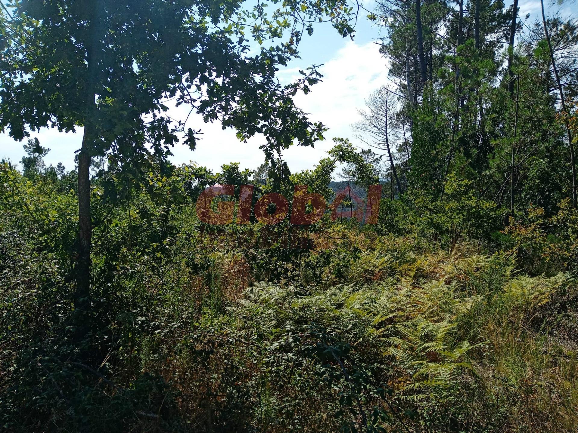 Terreno  Venda em Calde,Viseu