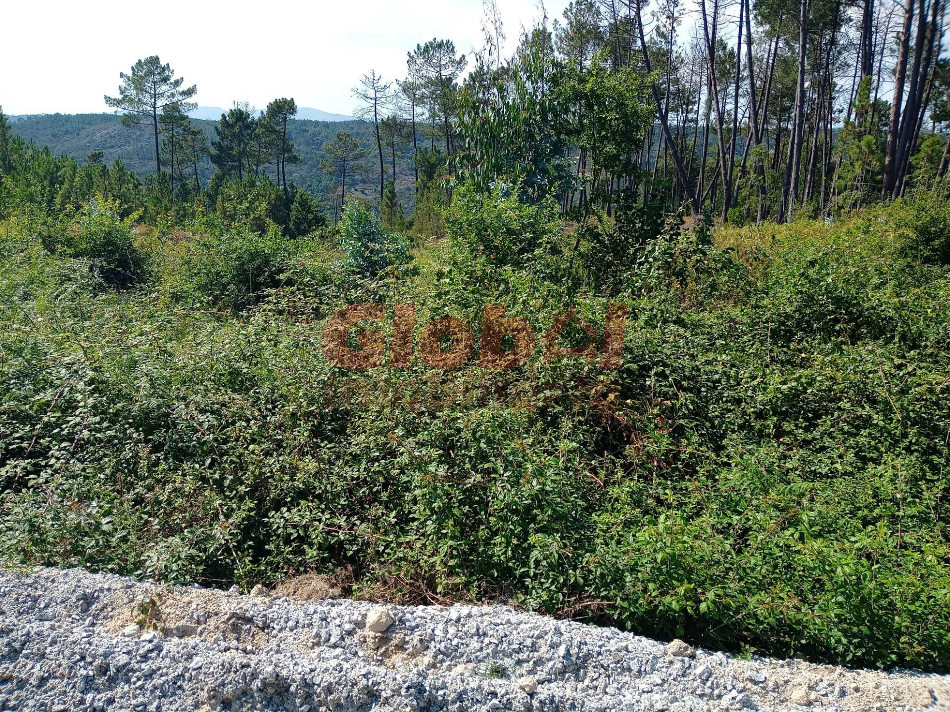 Terreno  Venda em Calde,Viseu