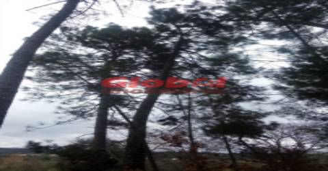 Terreno Rústico  Venda em Couto de Baixo e Couto de Cima,Viseu